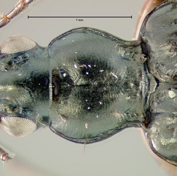 Media type: image;   Entomology 19626 Aspect: pronotum dorsal